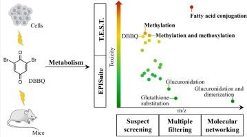 Metabolite identification of emerging disinfection byproduct dibromo-benzoquinone in vivo and in vitro: Multi-strategy mass-spectrometry annotation and toxicity characterization