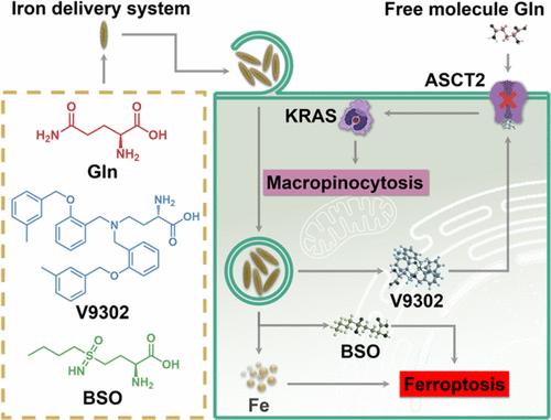 Nutritional Glutamine-Modified Iron-Delivery System with Enhanced Endocytosis for Ferroptosis Therapy of Pancreatic Tumors