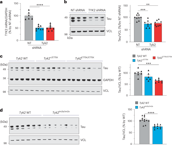 TYK2 regulates tau levels, phosphorylation and aggregation in a tauopathy mouse model