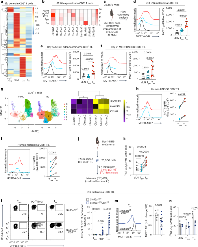 Dysfunction of exhausted T cells is enforced by MCT11-mediated lactate metabolism