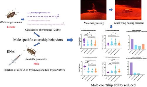 Female contact sex pheromone recognition in the German cockroach (Blattella germanica) is mediated by two male antennae-enriched sensory neuron membrane proteins