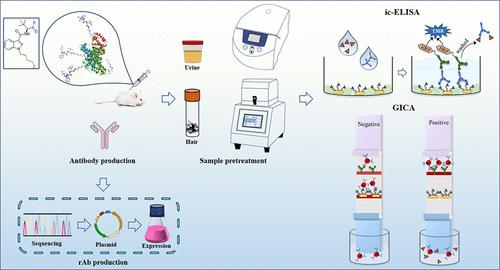 Establishment of Broad-Specificity Monoclonal Antibody-Based Immunoassay for Rapid Detection of Indole-Type and Indazole-Type Synthetic Cannabinoids and Metabolites