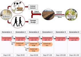 Exposure of Enchytraeus crypticus to ciprofloxacin - A multi- and transgenerational study