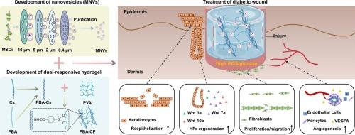 Controlled release of mesenchymal stem cell-derived nanovesicles through glucose- and reactive oxygen species-responsive hydrogels accelerates diabetic wound healing