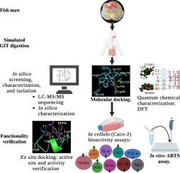 Dual function antioxidant and anti-inflammatory fish maw peptides: Isolation and structure-activity analysis via tandem molecular docking and quantum chemical calculation