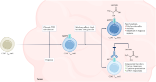 Lactate fermentation intoxicates TILs