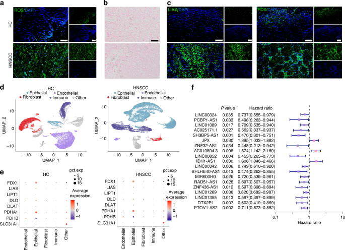 Cuproptosis-related lncRNA JPX regulates malignant cell behavior and epithelial-immune interaction in head and neck squamous cell carcinoma via miR-193b-3p/PLAU axis