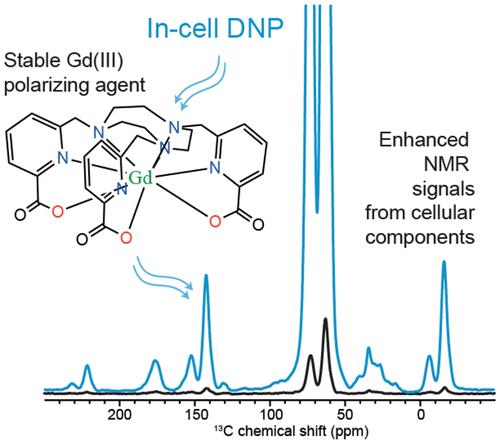 An Efficient and Stable Polarizing Agent for In-Cell Magic-Angle Spinning Dynamic Nuclear Polarization NMR Spectroscopy