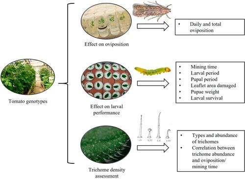 Response of the tomato leaf miner Phthorimaea absoluta to wild and domesticated tomato genotypes