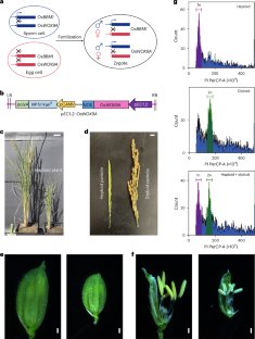 Synergistic induction of fertilization-independent embryogenesis in rice egg cells by paternal-genome-expressed transcription factors