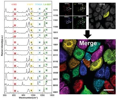 SERS-Encoded Nanoprobes Based on Silver-Coated Gold Nanorods for Cell Sorting