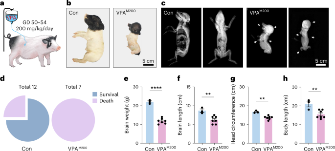 Development and evaluation of an autism pig model