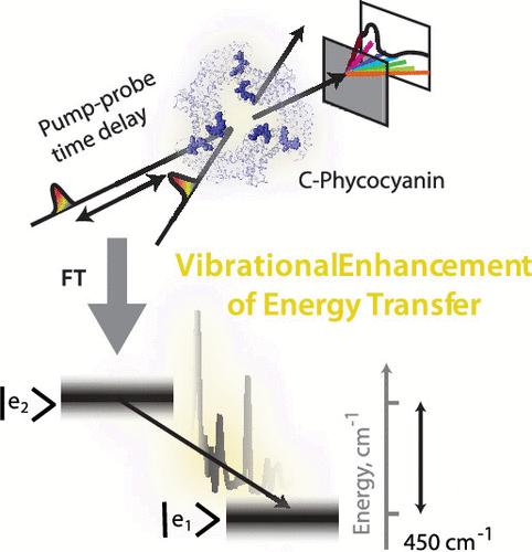 Resonant Vibrational Enhancement of Downhill Energy Transfer in the C-Phycocyanin Chromophore Dimer