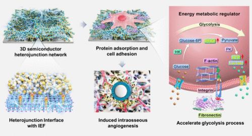 Three-Dimensional Semiconductor Network as Regulators of Energy Metabolism Drives Angiogenesis in Bone Regeneration