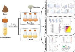 In vitro fermentation characteristics of fucoidan and its regulatory effects on human gut microbiota and metabolites