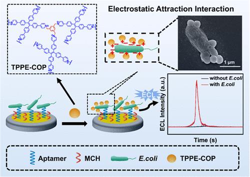 Tetraphenylethene-Based Covalent Organic Polymers with Aggregation-Induced Electrochemiluminescence for Highly Sensitive Bacterial Biosensors