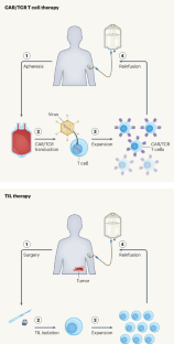 Beyond the blood: expanding CAR T cell therapy to solid tumors