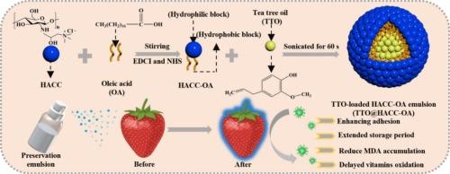 High-adhesion antimicrobial composite coating incorporating quaternary chitosan and tea tree oil for enhanced preservation of fruits and vegetables