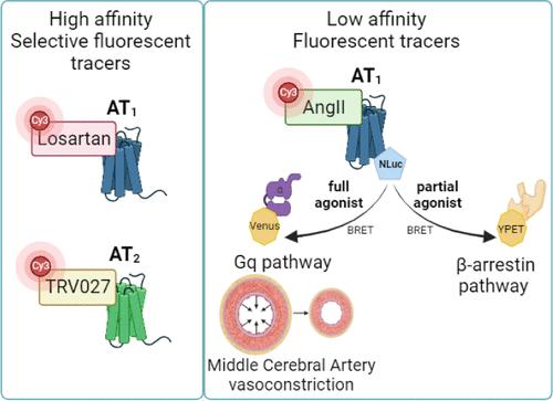 Synthesis and Pharmacological Characterization of Fluorescent Ligands Targeting the Angiotensin II Receptors Derived from Agonists, β-Arrestin-Biased Agonists, and Antagonists