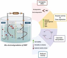 Harnessing landfill-derived Bacillus subtilis (LLS-04) for bio-electrodegradation of di-butyl phthalate: Comprehensive toxicity assessment across multiple biological models