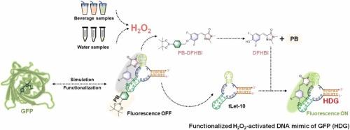 Functionalized DNA mimic of GFP based on the molecule-activated chromophore derivative for hydrogen peroxide detection