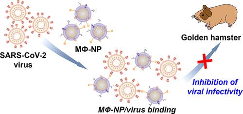 Cellular Nanoparticles Treat Coronavirus Infection in Vivo