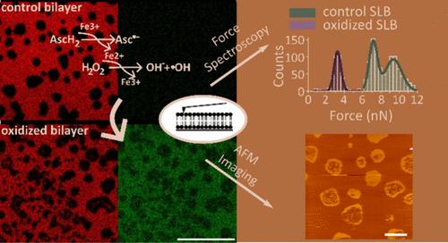 Iron-Induced Lipid Oxidation Alters Membrane Mechanics Favoring Permeabilization