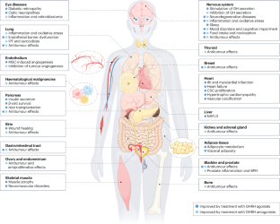 Growth hormone-releasing hormone and its analogues in health and disease