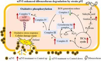 Mechanisms of nano zero-valent iron in enhancing dibenzofuran degradation by a Rhodococcus sp.: Trade-offs between ATP production and protection against reactive oxygen species