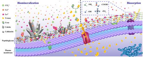 Ureolytic Nocardia tenerifensis-driven carbonate precipitation for enhanced La3+ adsorption and immobilization