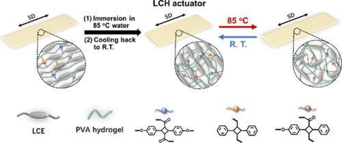 Liquid Crystalline Hydrogel Actuator with Positive Thermal Expansion over Order–Disorder Phase Transition