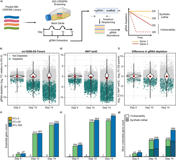 Whole genome CRISPRi screening identifies druggable vulnerabilities in an isoniazid resistant strain of Mycobacterium tuberculosis