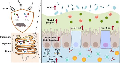 2′-Fucosyllactose and 3′-Sialyllactose Reduce Mortality in Neonatal Enteroaggregative Escherichia coli Infection by Improving the Construction of Intestinal Mucosal Immunity