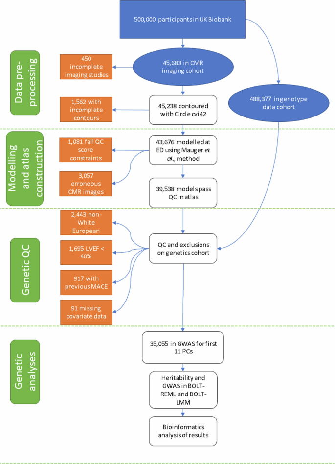 Genetic basis of right and left ventricular heart shape