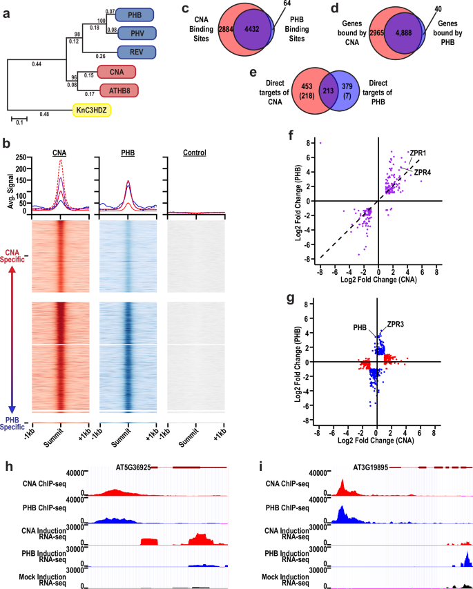 START domains generate paralog-specific regulons from a single network architecture