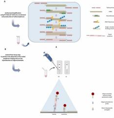 RT-RAA with a lateral flow assay readout based on ssDNA hybridization for detection of RNA viruses – the case of SARS-CoV-2