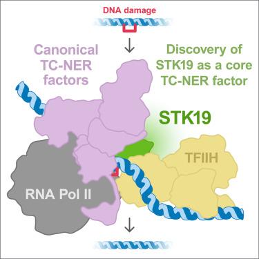 STK19 positions TFIIH for cell-free transcription-coupled DNA repair