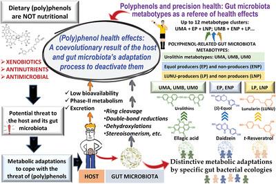 Perspective on the Coevolutionary Role of Host and Gut Microbiota in Polyphenol Health Effects: Metabotypes and Precision Health