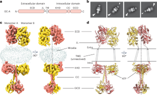 Architecture and activation of single-pass transmembrane receptor guanylyl cyclase