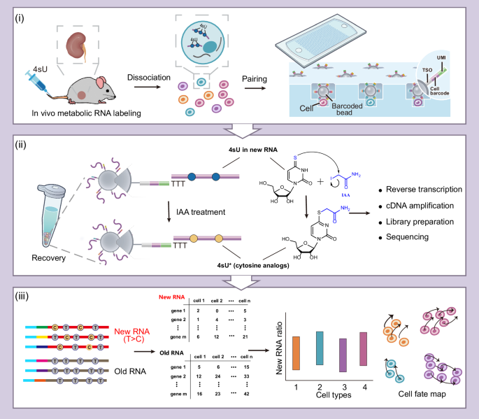 Dyna-vivo-seq unveils cellular RNA dynamics during acute kidney injury via in vivo metabolic RNA labeling-based scRNA-seq