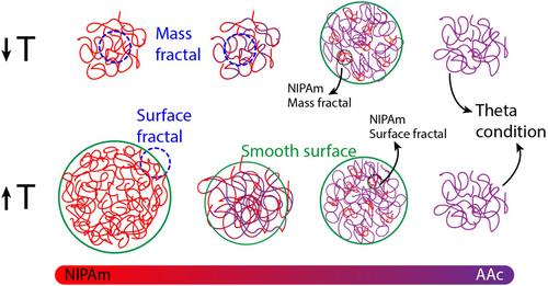 Localized Thermoresponsive Behavior in P(NIPAm-co-AAc) Copolymers: Structural Insights From Rheology and Small Angle X-Ray Scattering