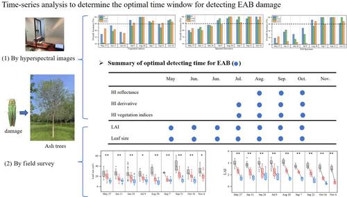 Determining the optimal time window to detect emerald ash borer damage for effective management.