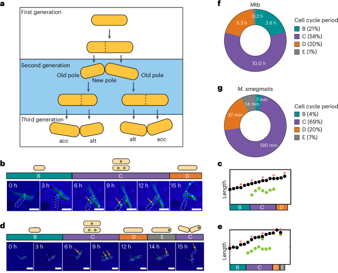 Single-cell imaging of the Mycobacterium tuberculosis cell cycle reveals linear and heterogenous growth