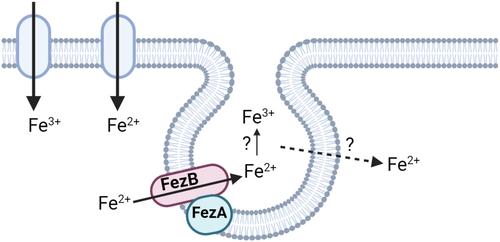 Bacterial Organelles in Iron Physiology