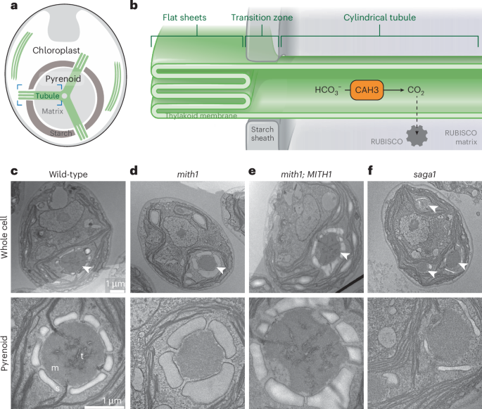 SAGA1 and MITH1 produce matrix-traversing membranes in the CO2-fixing pyrenoid