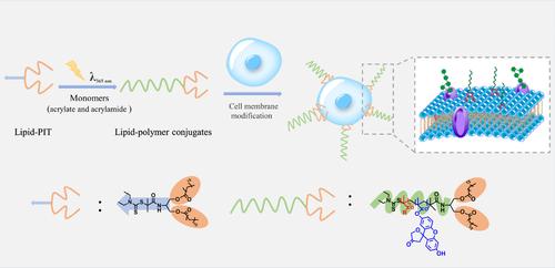 Preparation of Lipid–Polymer Conjugates by Photoiniferter Polymerization and Application to Cell Surface Modification