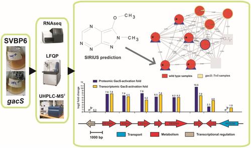 Comparative Multi-Omics Survey Reveals Novel Specialized Metabolites and Biosynthetic Gene Clusters Under GacS Control in Pseudomonas donghuensis Strain SVBP6