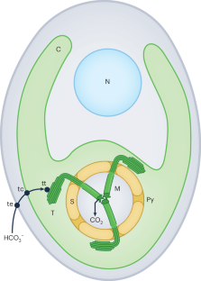 New light on pyrenoid membrane tubules