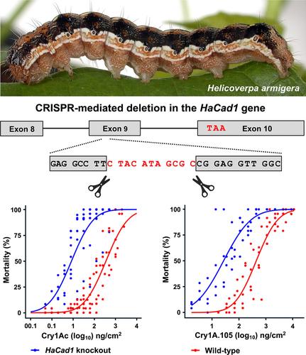 Cry1 resistance in a CRISPR/Cas9-mediated HaCad1 gene knockout strain of the Australian cotton bollworm Helicoverpa armigera conferta (Lepidoptera: Noctuidae).