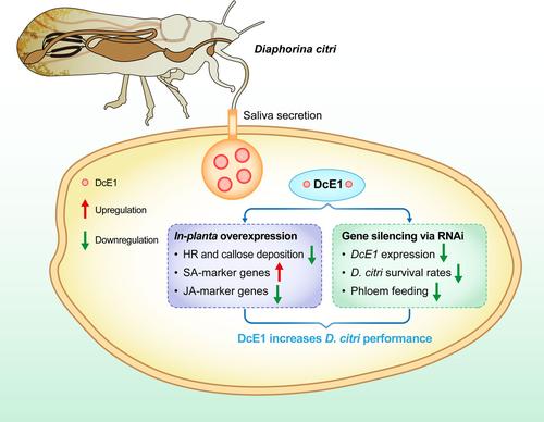 Salivary effector DcE1 suppresses plant defense and facilitates the successful feeding of Asian citrus psyllid, Diaphorina citri.